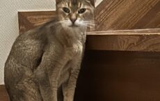 今日のウメ