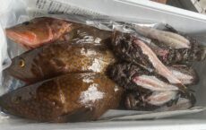 虎魚とアコウ