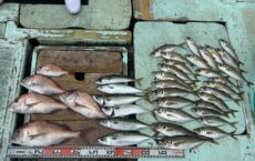 8月8日本日の釣果