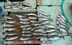 9月12日本日の釣果