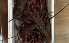 発送しました