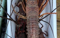 10月28日伊勢海老