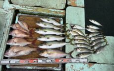 10月31日本日の釣果