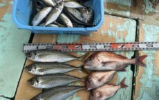 11月9日本日のおまけ