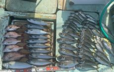 11月14日本日の釣果