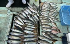 11月21日本日の釣果