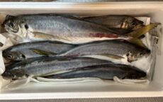 11月23日　本日は発送