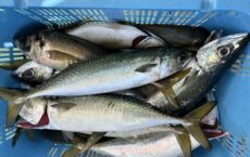 11月24日本日のおまけ