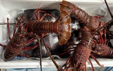 11月29日、発送しました