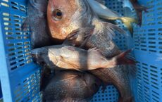 11月30日本日のおまけ