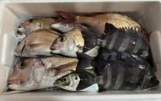 11月30日魚発送しました