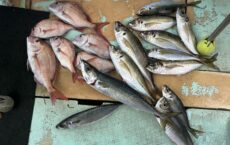 12月3日本日のおまけ釣果