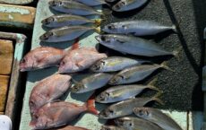 12月18日本日の釣果