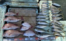 12月19日本日の釣果