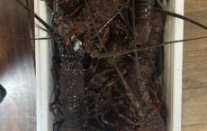 12月20日伊勢海老