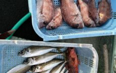 12月31日本日の釣果