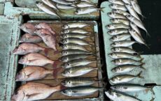 2026年1月5日本日の釣果