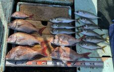 1月30日本日の釣果