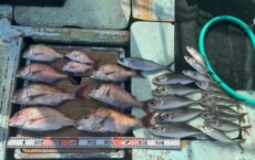 １月31日本日の釣果