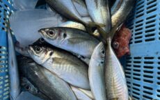 ２月１日本日の釣果