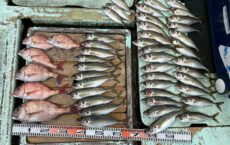 ２月６日本日の釣果