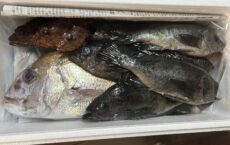 ２月１０日発送しました