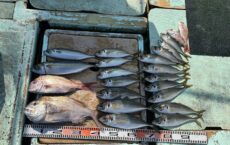 ２月13日本日の釣果