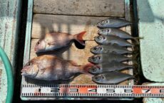 2月14日本日の釣果