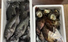 2月15日地魚箱詰め