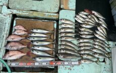 2月27日本日の釣果