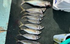 2月28日本日の釣果