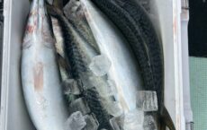 3月4日本日の釣果