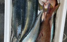 3月4日発送しました