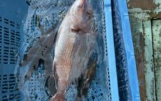 ３月13日本日の釣果