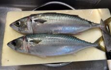 ３月20日本日の釣果