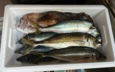 4月2日発送しました