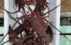 4月20日、発送します