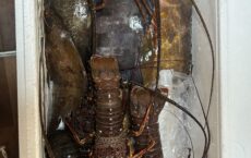 地魚大阪に発送